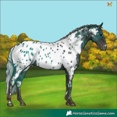 Horse Color:White Spotted Silver Black Appaloosa