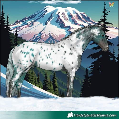 Horse Color:White Spotted Silver Black Appaloosa 