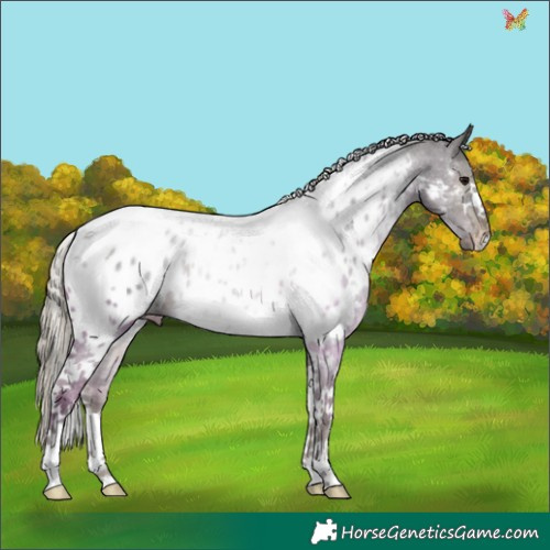 Horse Color:Silver Smoky Black Tobiano Appaloosa 