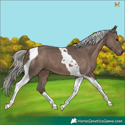 Horse Color:Silver Black Tobiano 