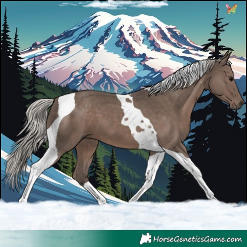 Horse Color:Silver Black Tobiano 