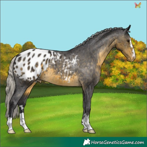 Horse Color:Silver Buckskin Appaloosa 