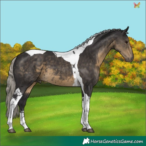 Horse Color:Silver Smoky Black Tobiano 