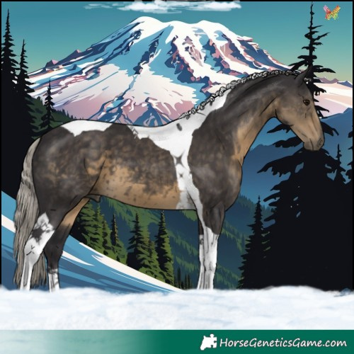 Horse Color:Silver Smoky Black Tobiano 
