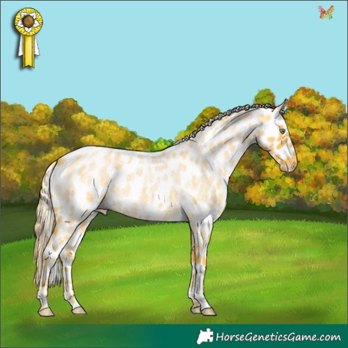 Horse Color:Palomino Roan Appaloosa