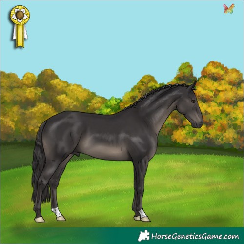 Horse Color:Smoky Black