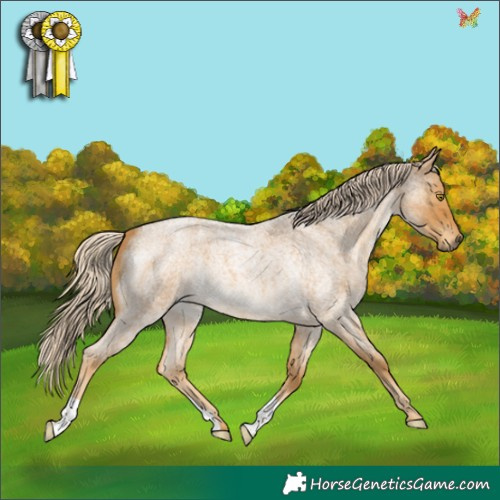 Horse Color:Palomino Roan 
