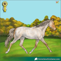 Horse Color:Palomino Roan 