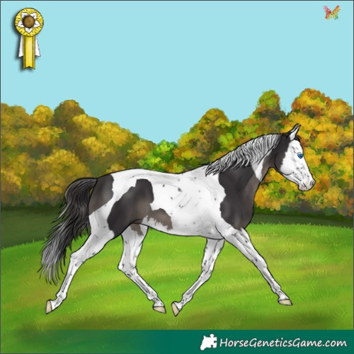 Horse Color:Smoky Black Splash Tobiano 