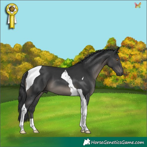 Horse Color:Black Tobiano 