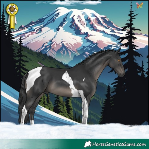 Horse Color:Black Tobiano 