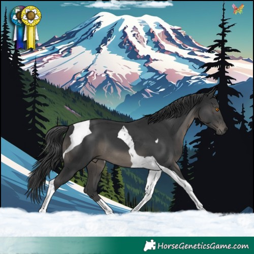 Horse Color:Black Tobiano 
