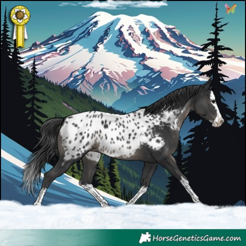 Horse Color:Black Splash Near Leopard 