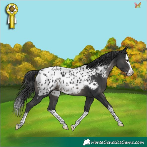 Horse Color:Black Splash Appaloosa 