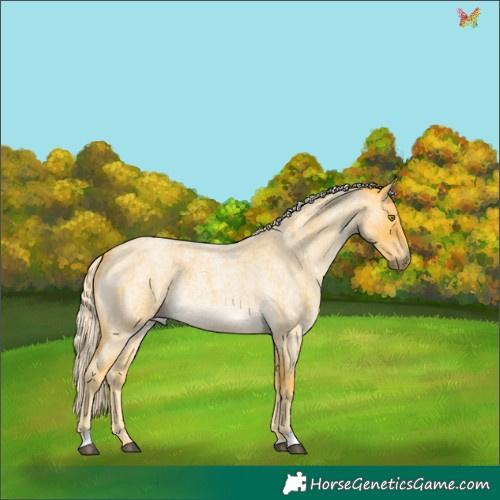 Horse Color:Palomino Roan 