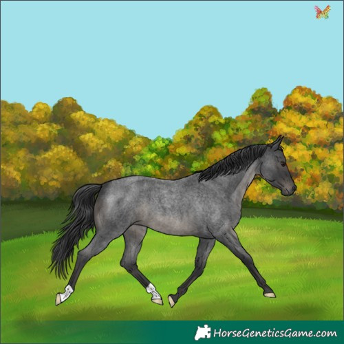 Horse Color:Blue Roan 