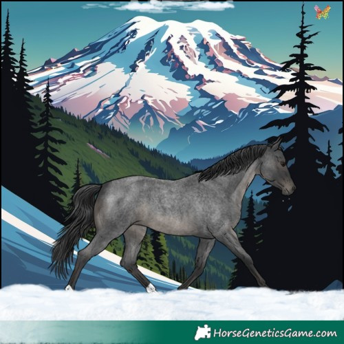 Horse Color:Blue Roan 