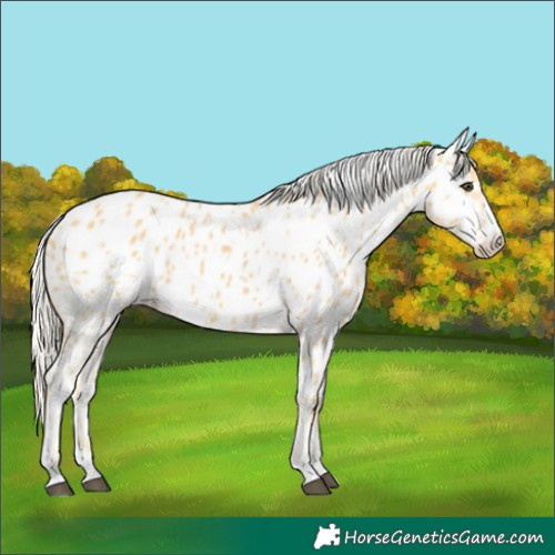 Horse Color:Palomino Near Leopard Rabicano