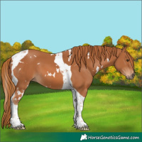 Horse Color:White Spotted Chestnut Tobiano 