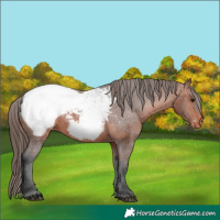 Horse Color:Bay Snowcap 
