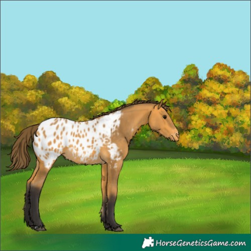 Horse Color:Buckskin Blanket 