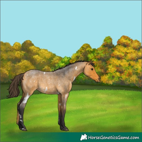 Horse Color:White Spotted Buckskin Roan 