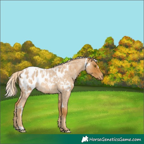 Horse Color:White Spotted Palomino Roan Blanket 