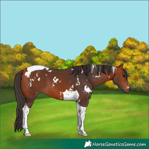 Horse Color:White Spotted Bay Tobiano 