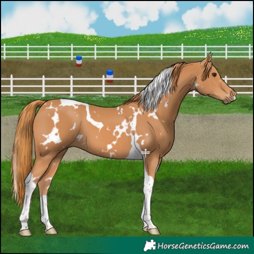 Horse Color:White Spotted Chestnut Tobiano 