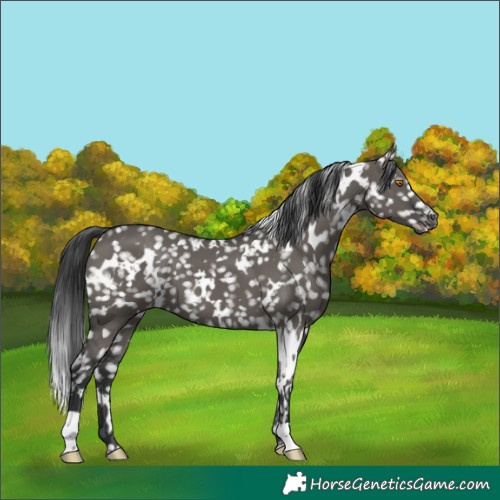 Horse Color:White Spotted Grullo Snowflake Varnish 