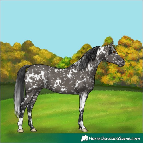 Horse Color:White Spotted Grullo Appaloosa 
