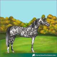 Horse Color:White Spotted Grullo Snowflake Varnish 