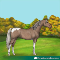 Horse Color:Silver Grullo Tobiano 