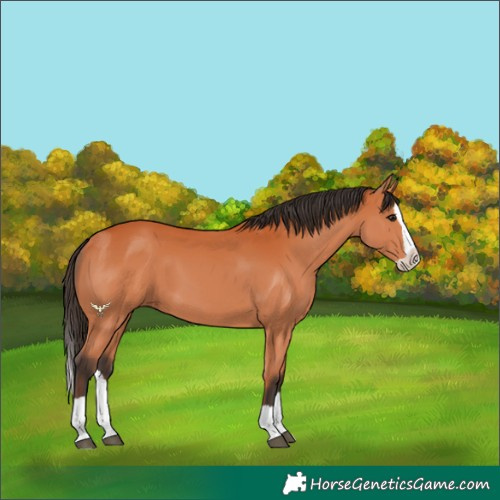 Horse Color:Bay Splash 