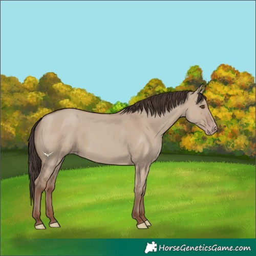 Horse Color:Unknown 