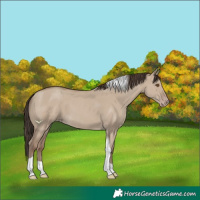 Horse Color:Classic Champagne Dun Tobiano 