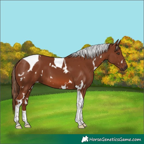 Horse Color:White Spotted Chestnut Tobiano