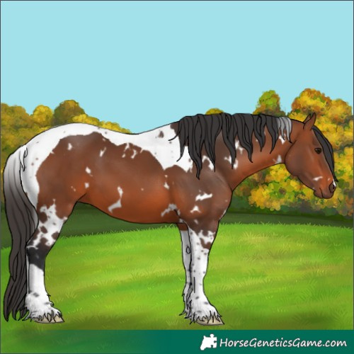 Horse Color:White Spotted Bay Tobiano 