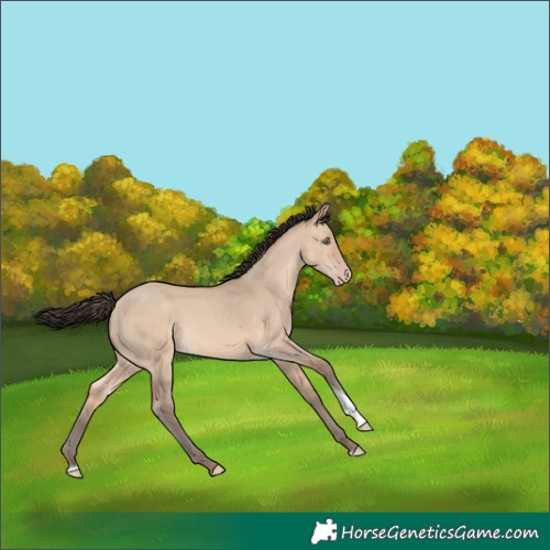 Horse Color:Amber Champagne Dun Tobiano 