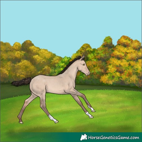 Horse Color:Sable Champagne Dun Tobiano 