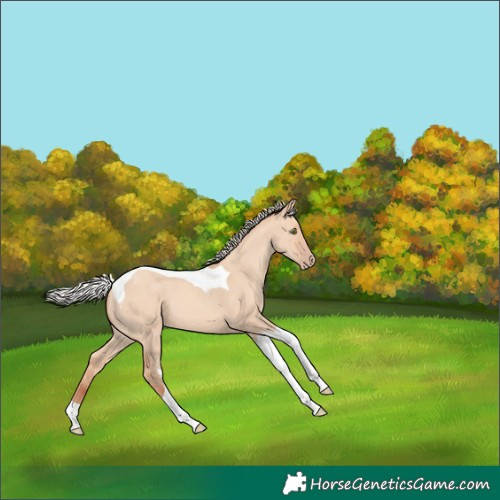 Horse Color:Silver Amber Champagne Dun Tobiano 