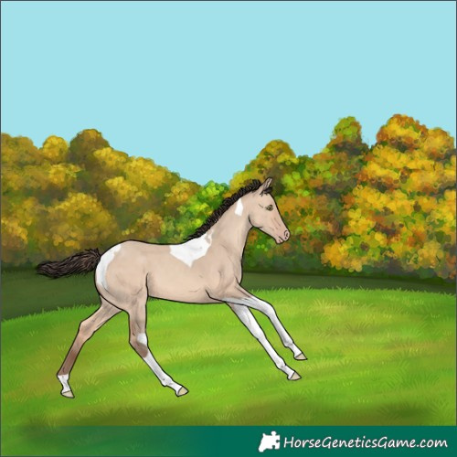 Horse Color:Amber Champagne Dun Tobiano 
