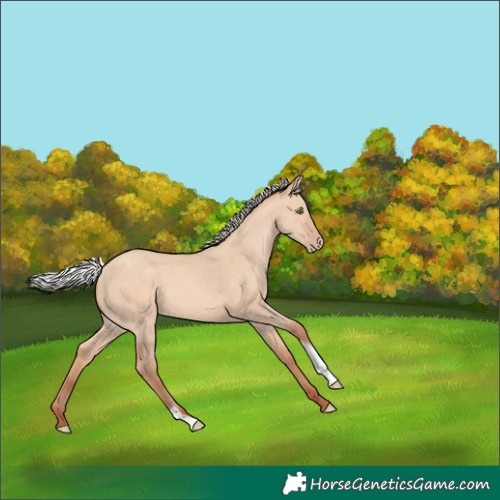 Horse Color:Silver Amber Champagne Dun Tobiano 