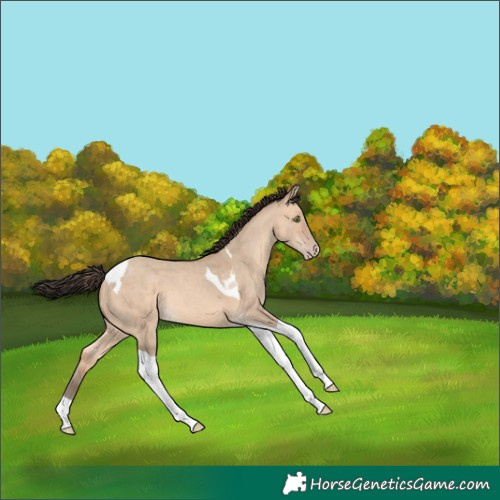 Horse Color:Amber Champagne Dun Tobiano 