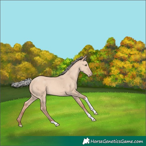 Horse Color:Silver Amber Champagne Dun Tobiano 