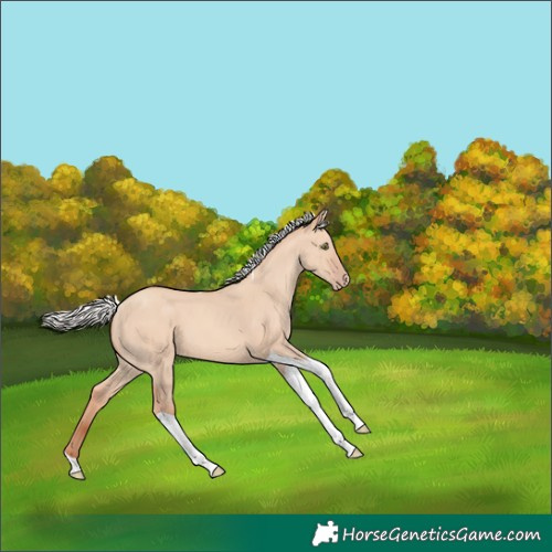 Horse Color:Silver Sable Champagne Dun Tobiano 