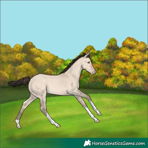 Horse Color:Amber Champagne Dun Tobiano 