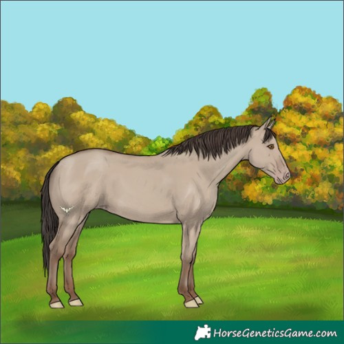 Horse Color:Unknown 