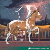 Horse Color:White Spotted Chestnut Tobiano 