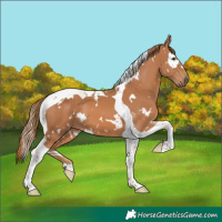 Horse Color:White Spotted Chestnut Tobiano 